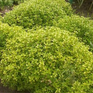 Thym citron  - thymus citriodorus 'aureus'  - godet 9x9 cm