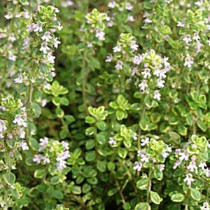 Thym citron  - thymus citriodorus 'aureus'  - godet 9x9 cm