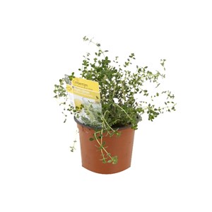 6 x thym citron - thymus citriodorus  - godet 9x9 cm