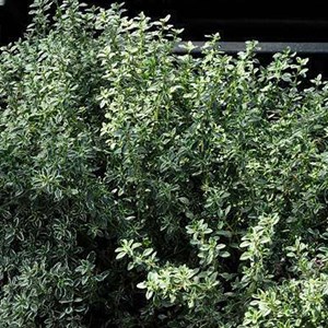 Thym citron  - thymus citriodorus 'silver queen'  - godet 9x9 cm