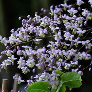 6 x pigamon de delavayi - thalictrum delavayi  - godet 9x9 cm