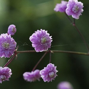 Pigamon de delavayi  - thalictrum delavayi 'hewitt's double'  - godet 9x9 cm