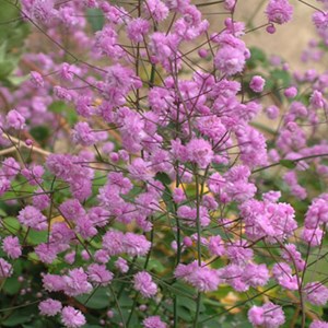Pigamon de delavayi  - thalictrum delavayi 'hewitt's double'  - godet 9x9 cm