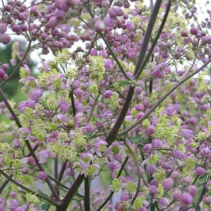 Pigamon  - thalictrum 'elin'  - godet 9x9 cm