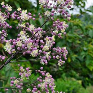 Pigamon  - thalictrum 'elin'  - godet 9x9 cm