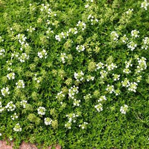 Thym précoce  - thymus praecox 'albiflorus'  - godet 9x9 cm
