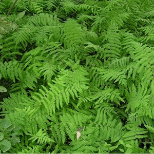 6 x fougère des marais - thelypteris palustris  - godet 9x9 cm