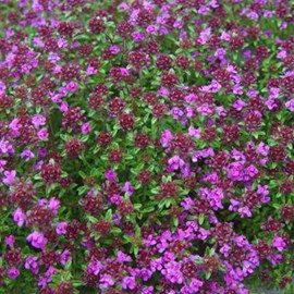 Thym précoce  - thymus praecox 'creeping red'  - godet 9x9 cm
