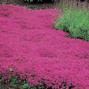 Thym précoce  - thymus praecox 'creeping red'  - godet 9x9 cm