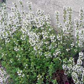 6 x thym commun  - thymus vulgaris 'compactus'  - godet 9x9 cm