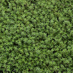 6 x thym commun  - thymus vulgaris 'compactus'  - godet 9x9 cm