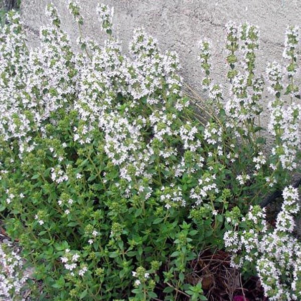 6 x thym commun - thymus vulgaris 'compactus' - godet 9x9 cm