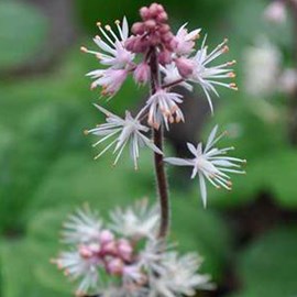 Tiarelle cordifoliée  - tiarella cordifolia 'oakleaf'  - godet 9x9 cm