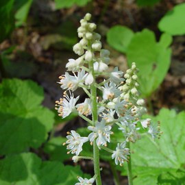 6 x tiarelle cordifoliée - tiarella cordifolia  - godet 9x9 cm