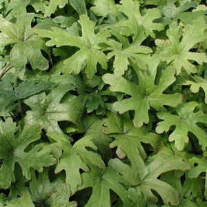 Tiarelle  - tiarella 'skeleton key'  - godet 9x9 cm