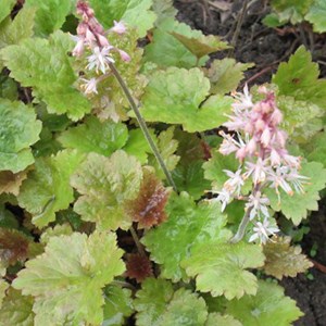 Tiarelle  - tiarella 'tiger stripe'  - godet 9x9 cm