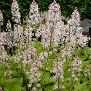 6 x tiarelle  - tiarella 'tiger stripe'  - godet 9x9 cm