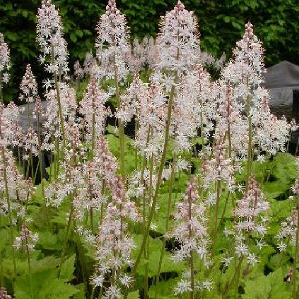 6 x tiarelle - tiarella 'tiger stripe' - godet 9x9 cm