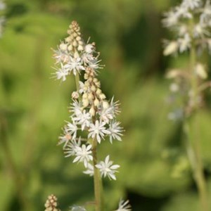 6 x tiarelle wherryi - tiarella wherryi  - godet 9x9 cm