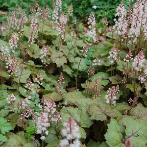 6 x tiarelle wherryi - tiarella wherryi  - godet 9x9 cm