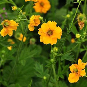 Trolle de chine  - trollius chinensis 'golden queen'  - godet 9x9 cm