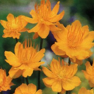 6 x trolle de chine  - trollius chinensis 'golden queen'  - godet 9x9 cm