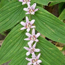 6 x lis des crapauds hirta - tricyrtis hirta  - godet 9x9 cm