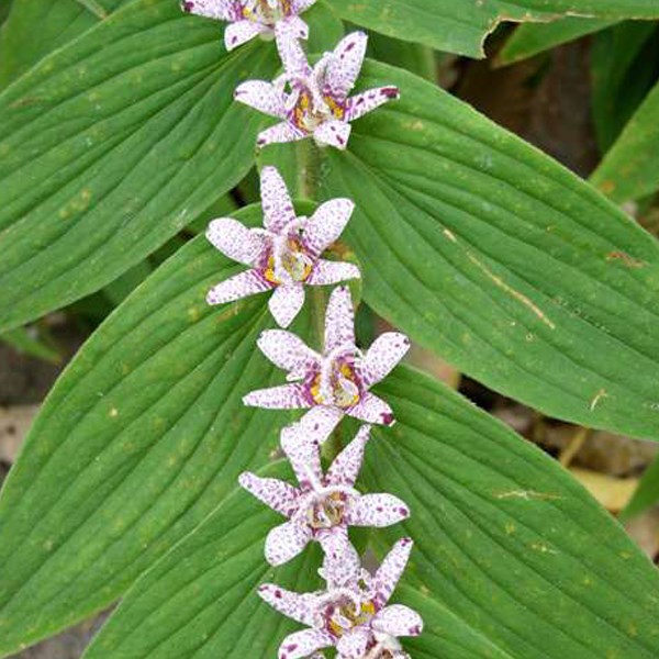6 x lis des crapauds hirta - tricyrtis hirta - godet 9x9 cm