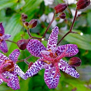 6 x lis des crapauds hirta - tricyrtis hirta  - godet 9x9 cm