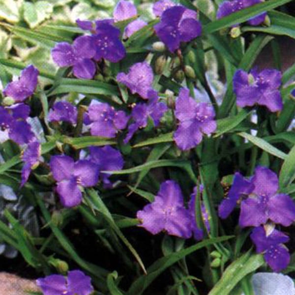 Arborix - 6 x éphémère de virginie  - tradescantia 'leonora'  - godet 9x9 cm