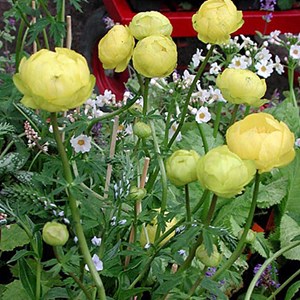 Trolle  - trollius 'lemon queen'  - godet 9x9 cm