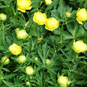 6 x trolle  - trollius 'lemon queen'  - godet 9x9 cm