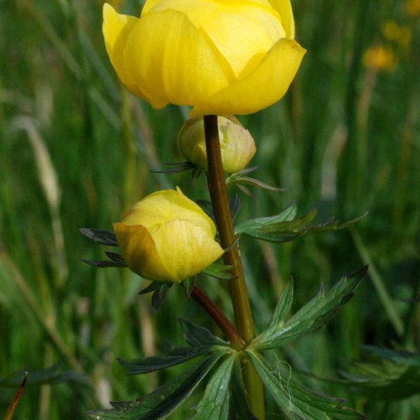 6 x trolle d'europe - trollius europaeus - godet 9x9 cm