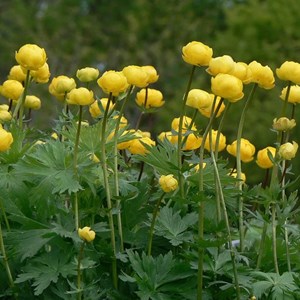 6 x trolle d'europe - trollius europaeus  - godet 9x9 cm