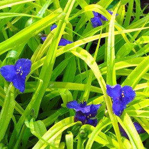Tradescantia andersoniana  - tradescantia 'sweet kate'  - godet 9x9 cm