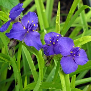 Tradescantia andersoniana  - tradescantia 'sweet kate'  - godet 9x9 cm