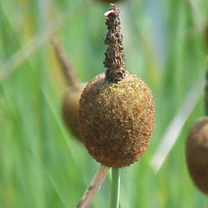 6 x massette naine - typha minima  - godet 9x9 cm
