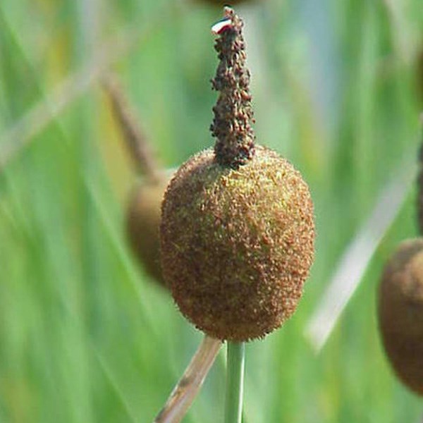 6 x massette naine - typha minima - godet 9x9 cm
