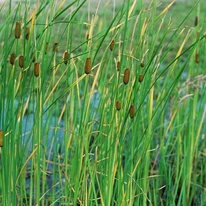 6 x massette naine - typha minima  - godet 9x9 cm