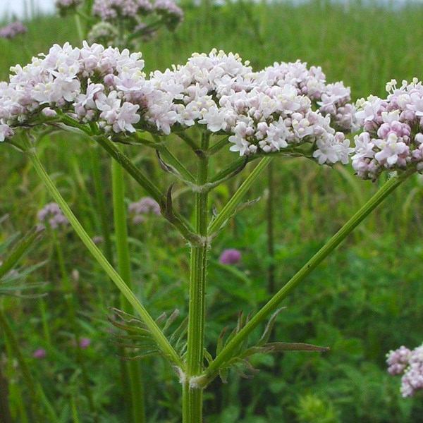 6 x valériane officinale - valeriana officinalis - godet 9x9 cm