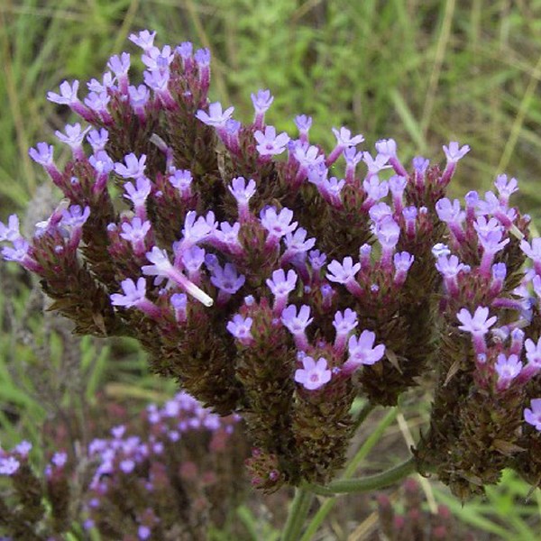 6 x verveine de buenos aires - verbena bonariensis - godet 9x9 cm