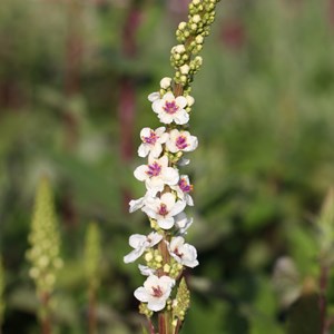 Molène de chaix  - verbascum chaixii 'album'  - godet 9x9 cm