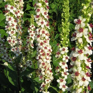 6 x molène de chaix  - verbascum chaixii 'album'  - godet 9x9 cm