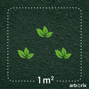 Vernonia crinita 'mammuth' - godet 9x9 cm