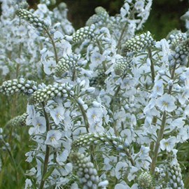 6 x véronique gentiane - veronica gentianoides  - godet 9x9 cm