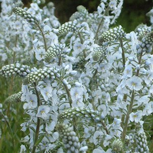 6 x véronique gentiane - veronica gentianoides  - godet 9x9 cm