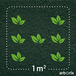 6 x véronique gentiane - veronica gentianoides  - godet 9x9 cm