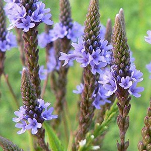 6 x verveine hastée  - verbena hastata 'blue spires'  - godet 9x9 cm