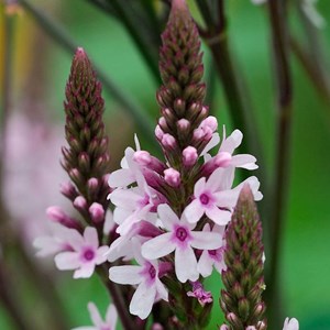 Verveine hastée  - verbena hastata 'pink spires'  - godet 9x9 cm