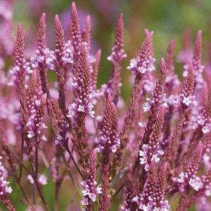 6 x verveine hastée  - verbena hastata 'pink spires'  - godet 9x9 cm